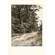 На лесной меже. 1878 г.